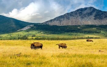 Northern Alberta