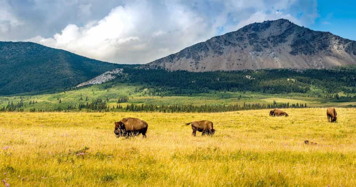 Northern Alberta